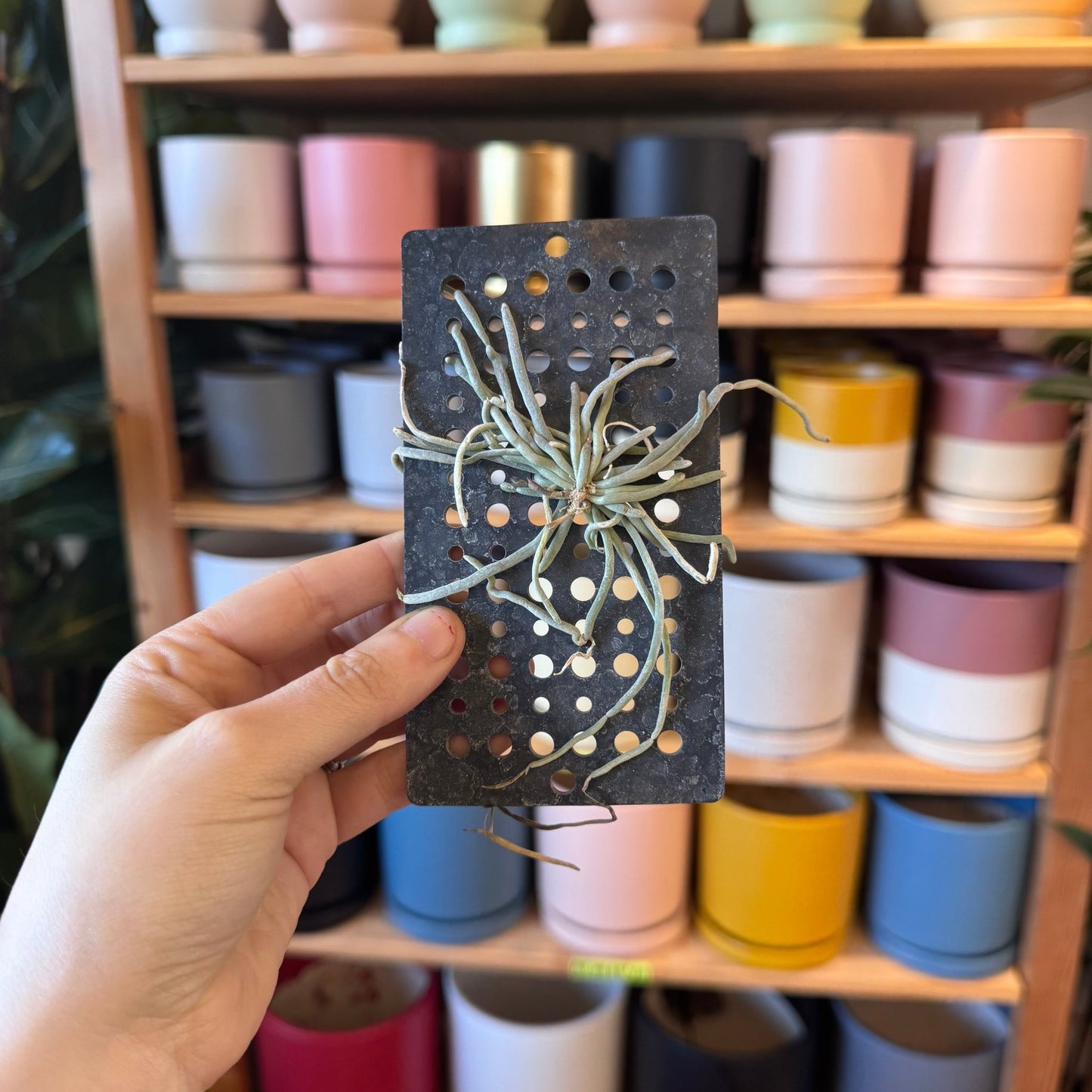 Chiloschista lunifera - The Plant Lady SF