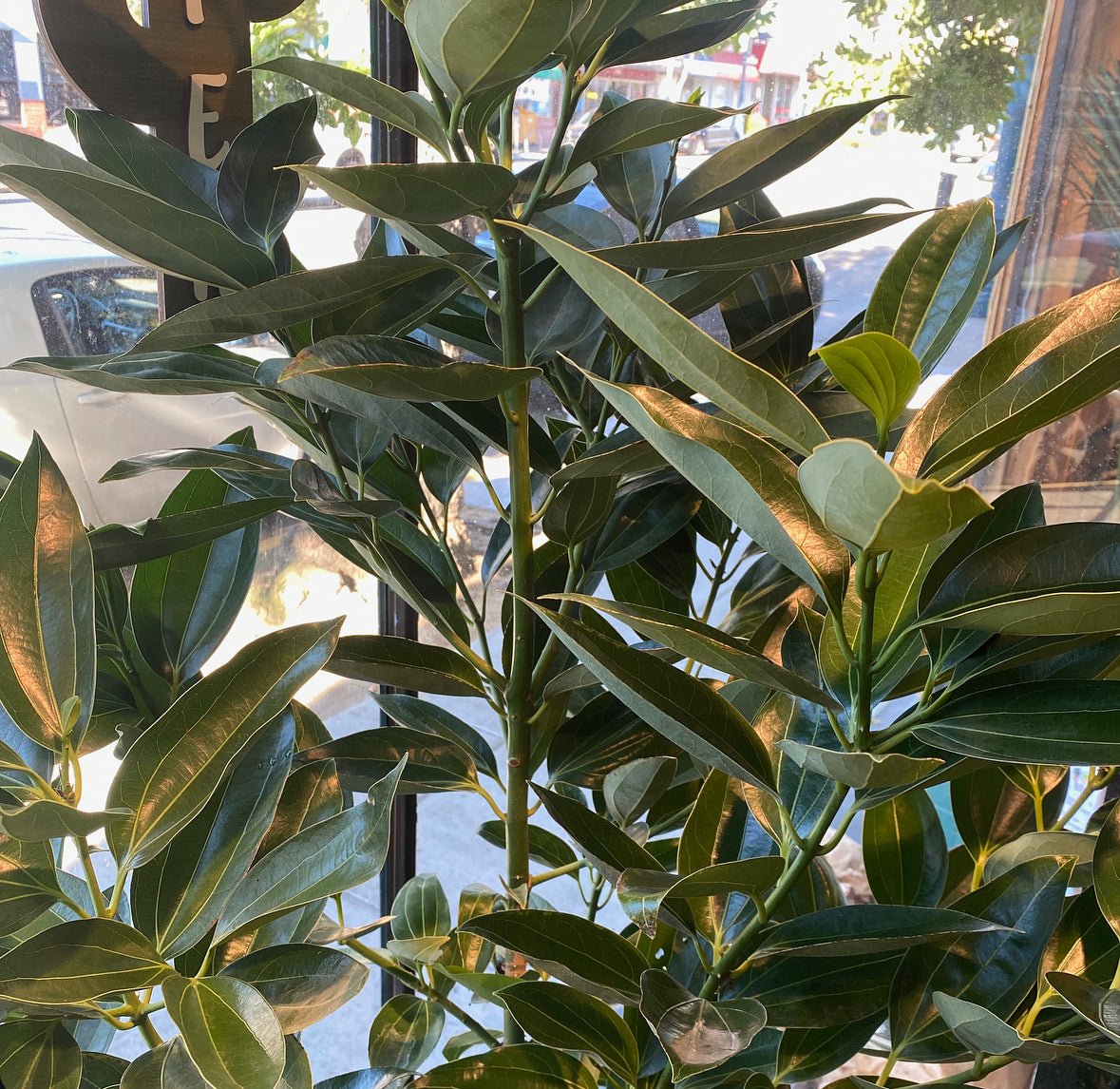 Cinnamomum verum (Cinnamon Tree) - The Plant Lady SF