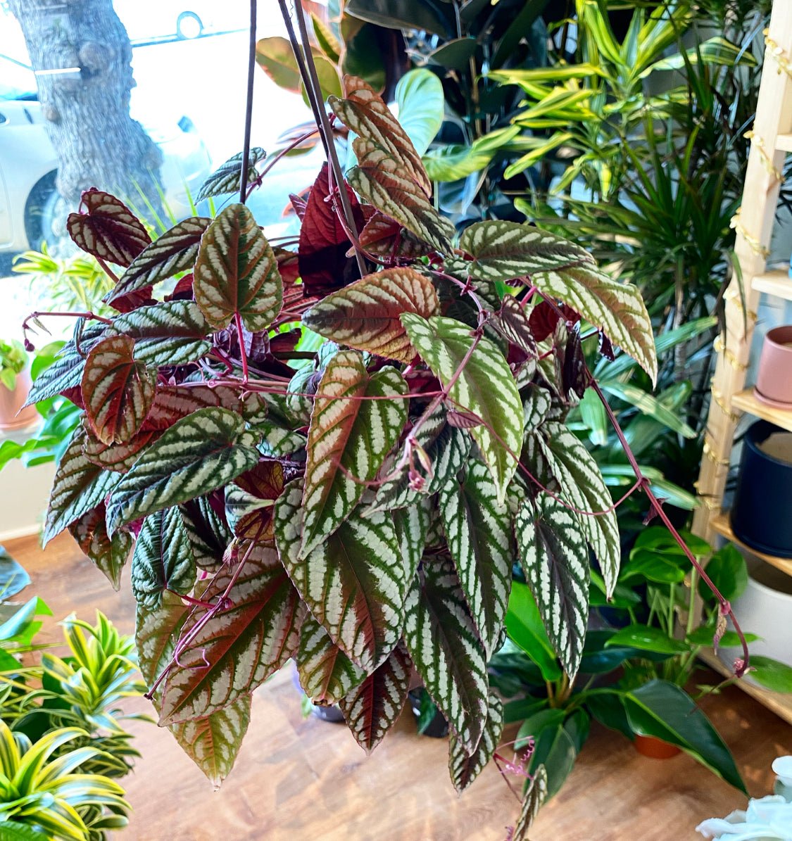 Cissus javana AKA Cissus discolor – The Plant Lady SF