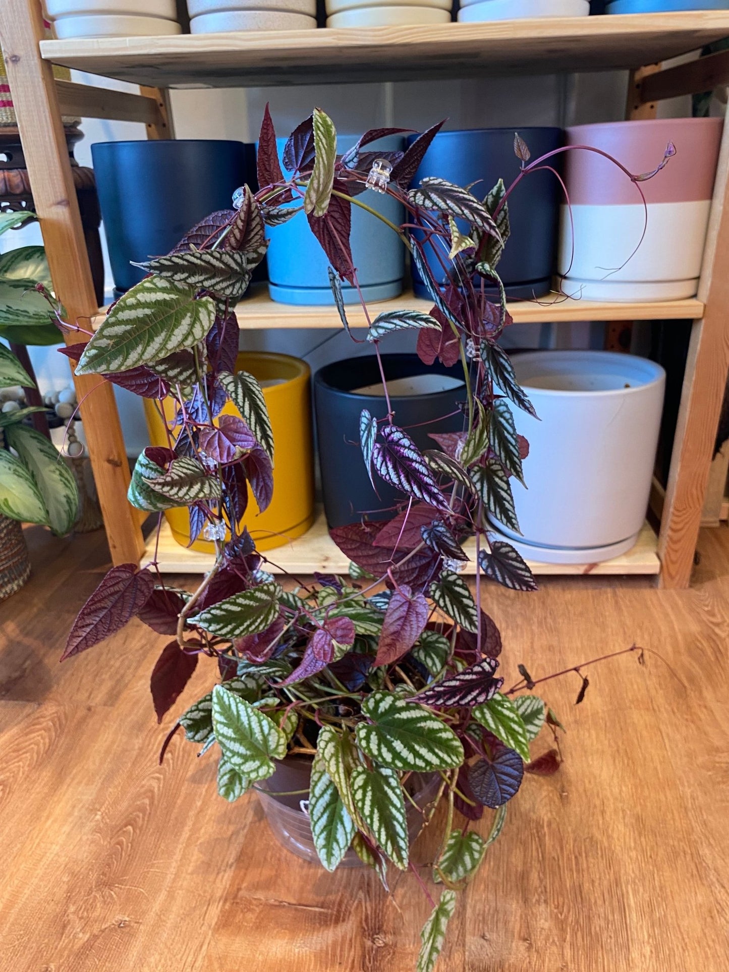 Cissus javana AKA Cissus discolor - The Plant Lady SF