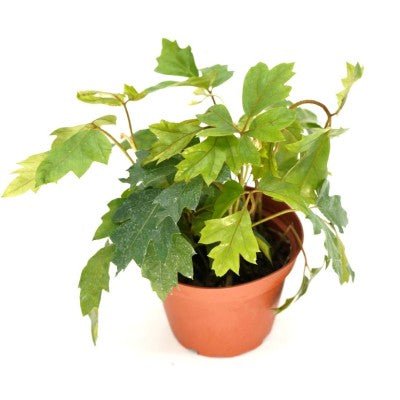 cissus indoor plant Cissus rhombifolia (Oak Leaf Ivy)