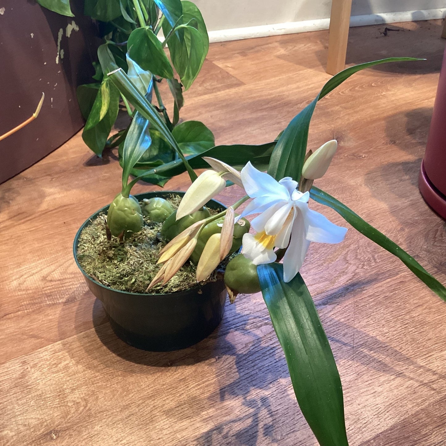 Coelogyne Linda Buckley ‘Clackamas’ - The Plant Lady SF