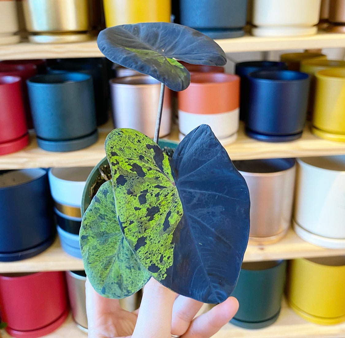 Colocasia 'Mojito' - The Plant Lady SF