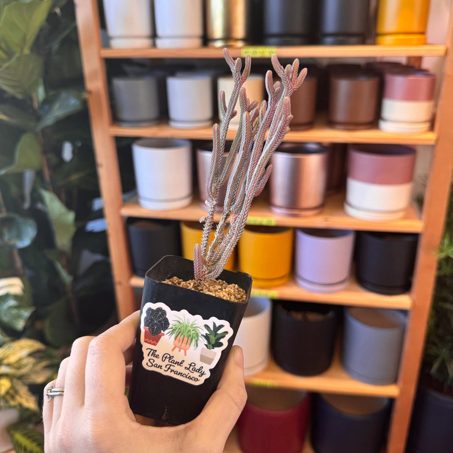 Crassula muscosa v. muscosa variegated - The Plant Lady SF