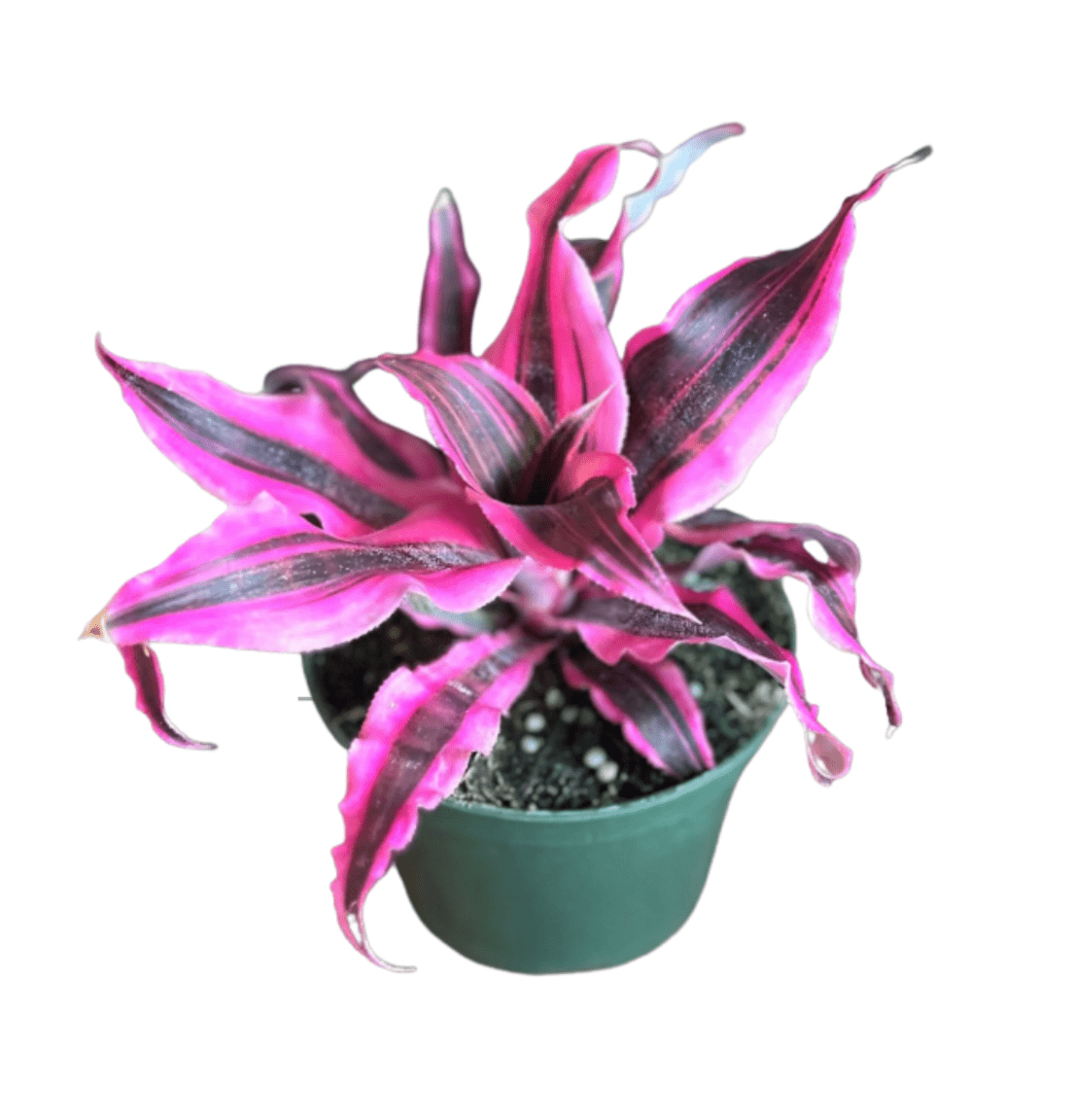 Cryptanthus 'Red Baron' - The Plant Lady SF