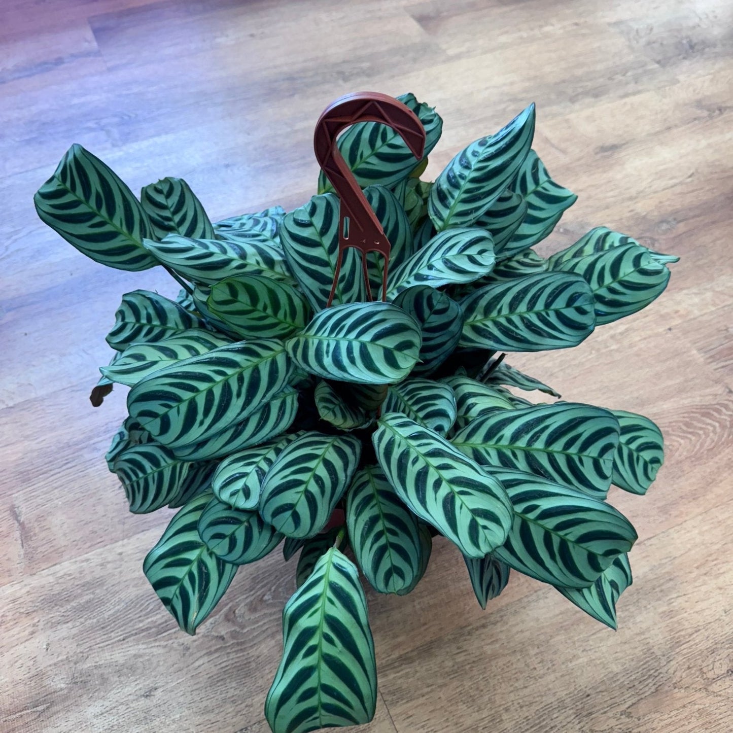 Ctenanthe burle - marxii - The Plant Lady SF