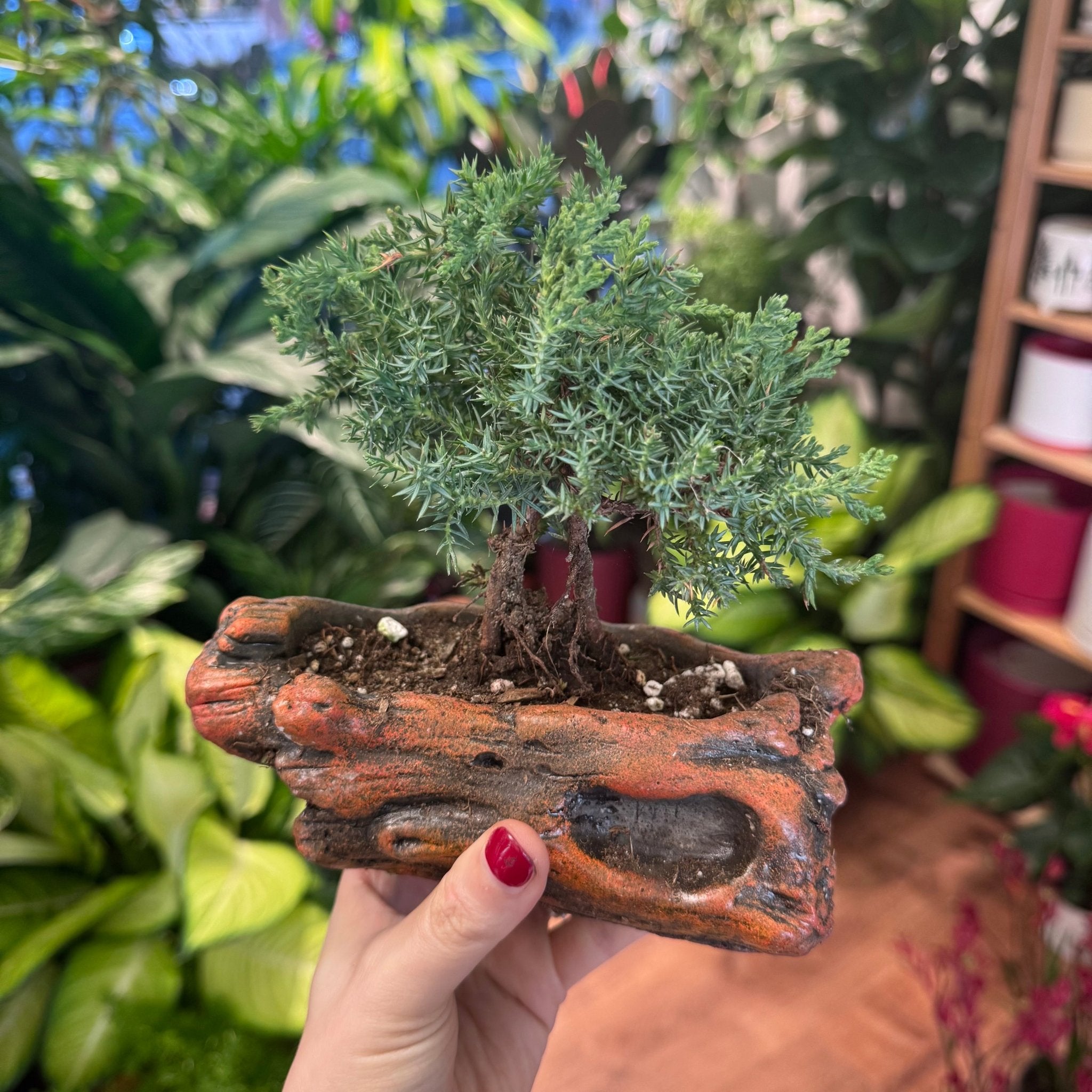 Cypress Bonsai Tree