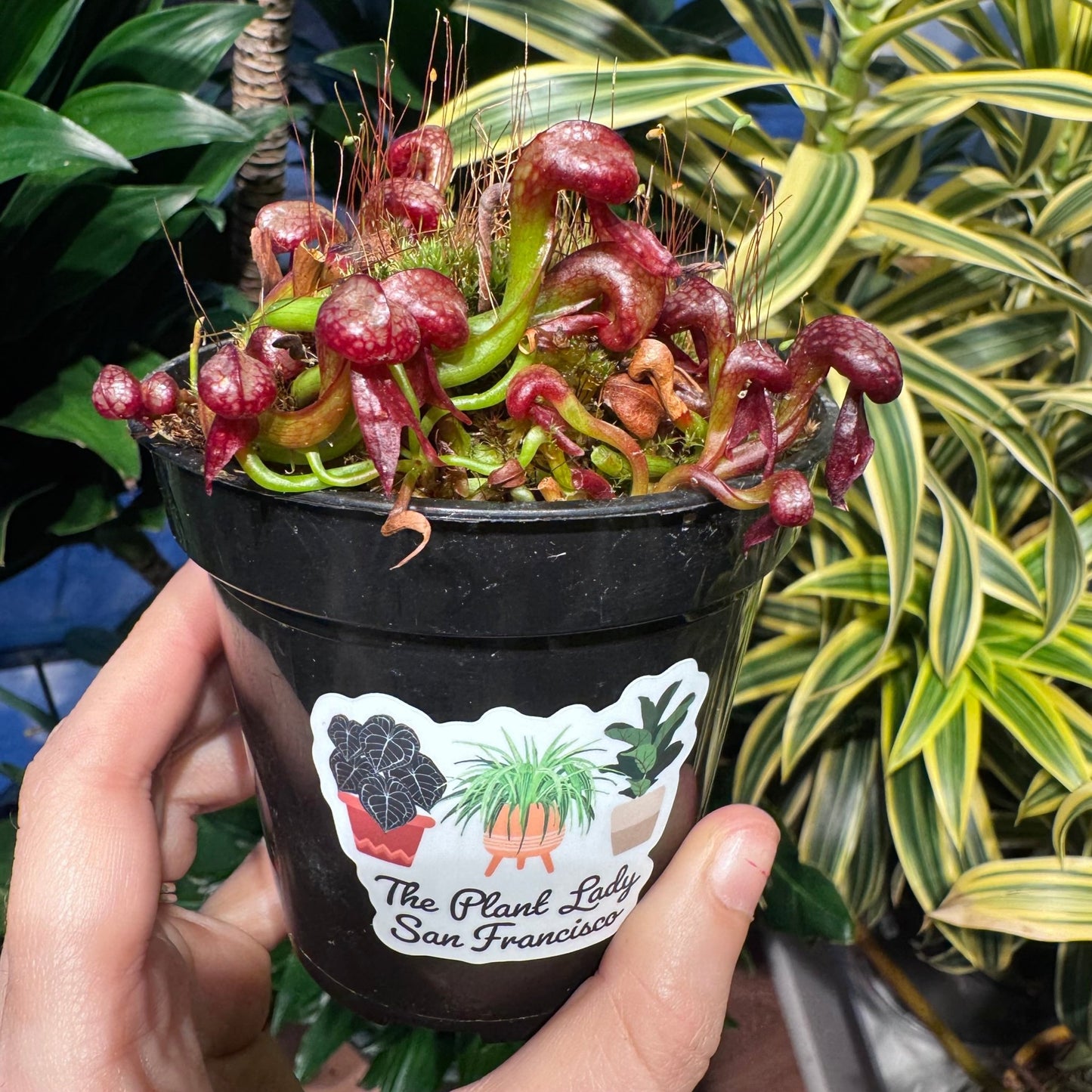 Darlingtonia california - The Plant Lady SF