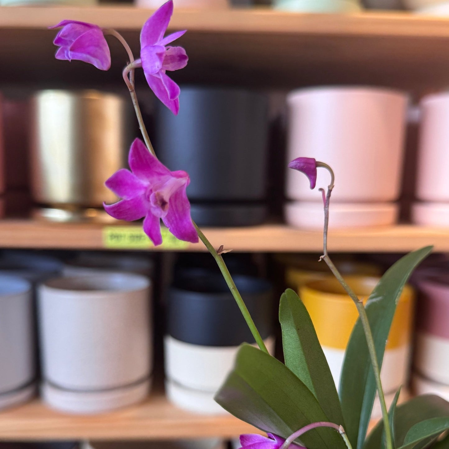 Dendrobium kingianum - The Plant Lady SF