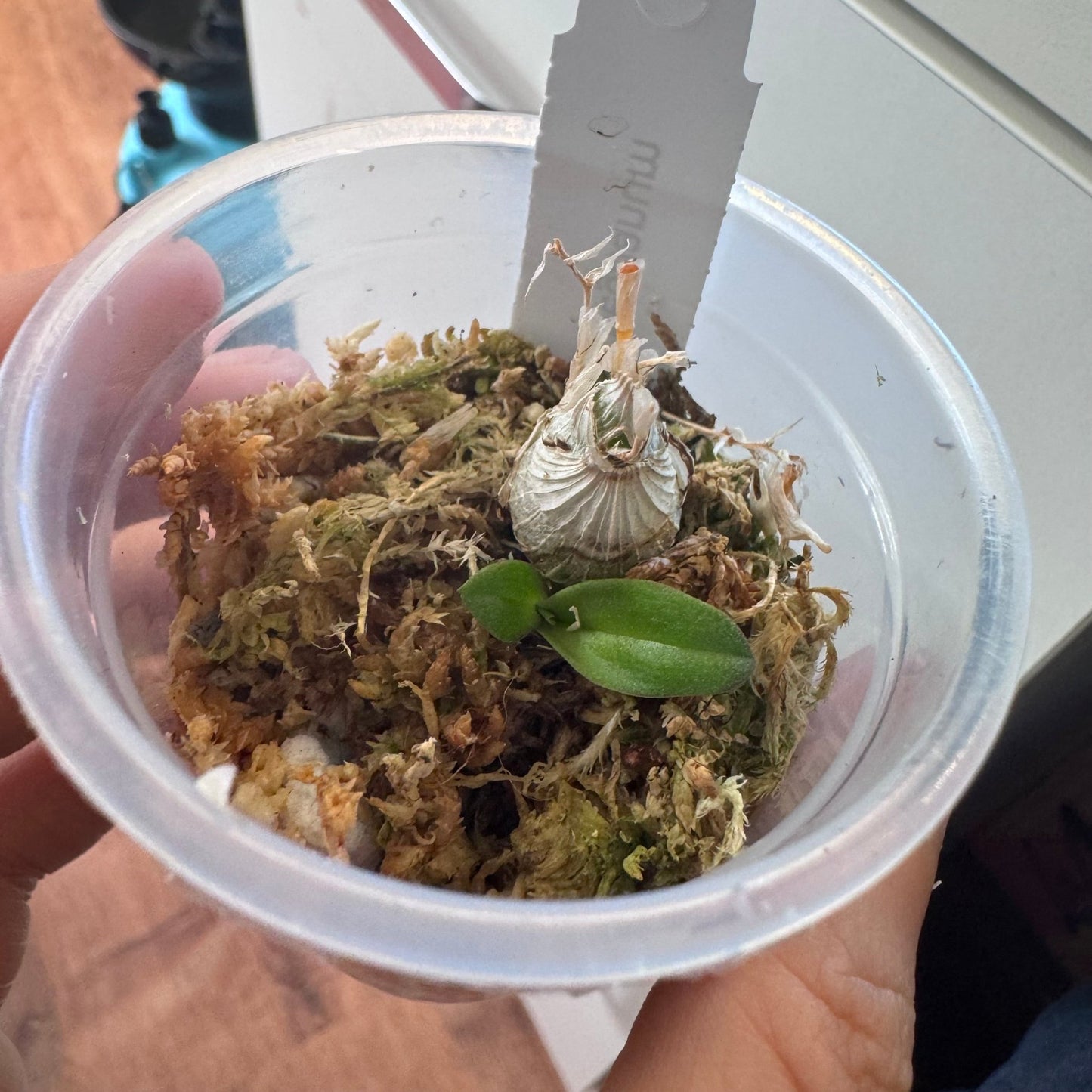 Dendrobium peguanum - The Plant Lady SF