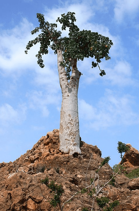 Dendrosicyos socotrana - The Plant Lady SF