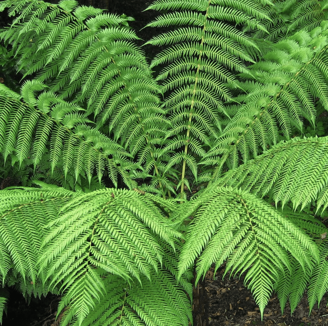 Dicksonia antarctica