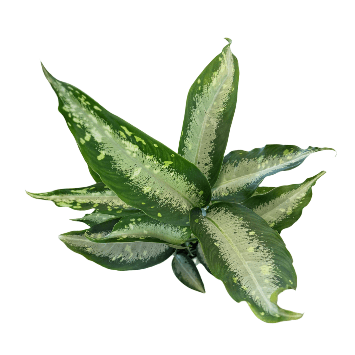 Diffenbachia 'Panther' - The Plant Lady SF