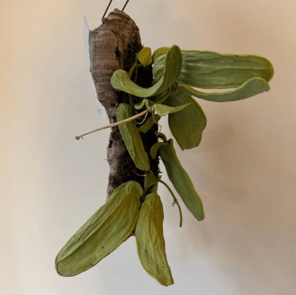 Dischidia major - The Plant Lady SF