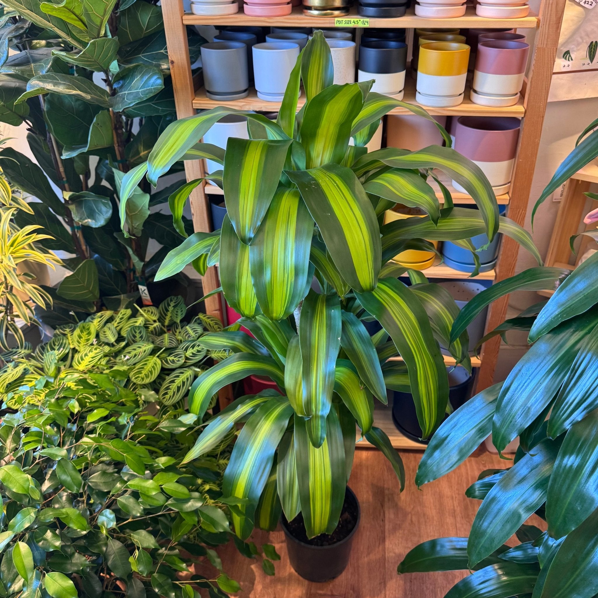 dracaena fragrans massangeana care Dracaena fragrans 'Massangeana'