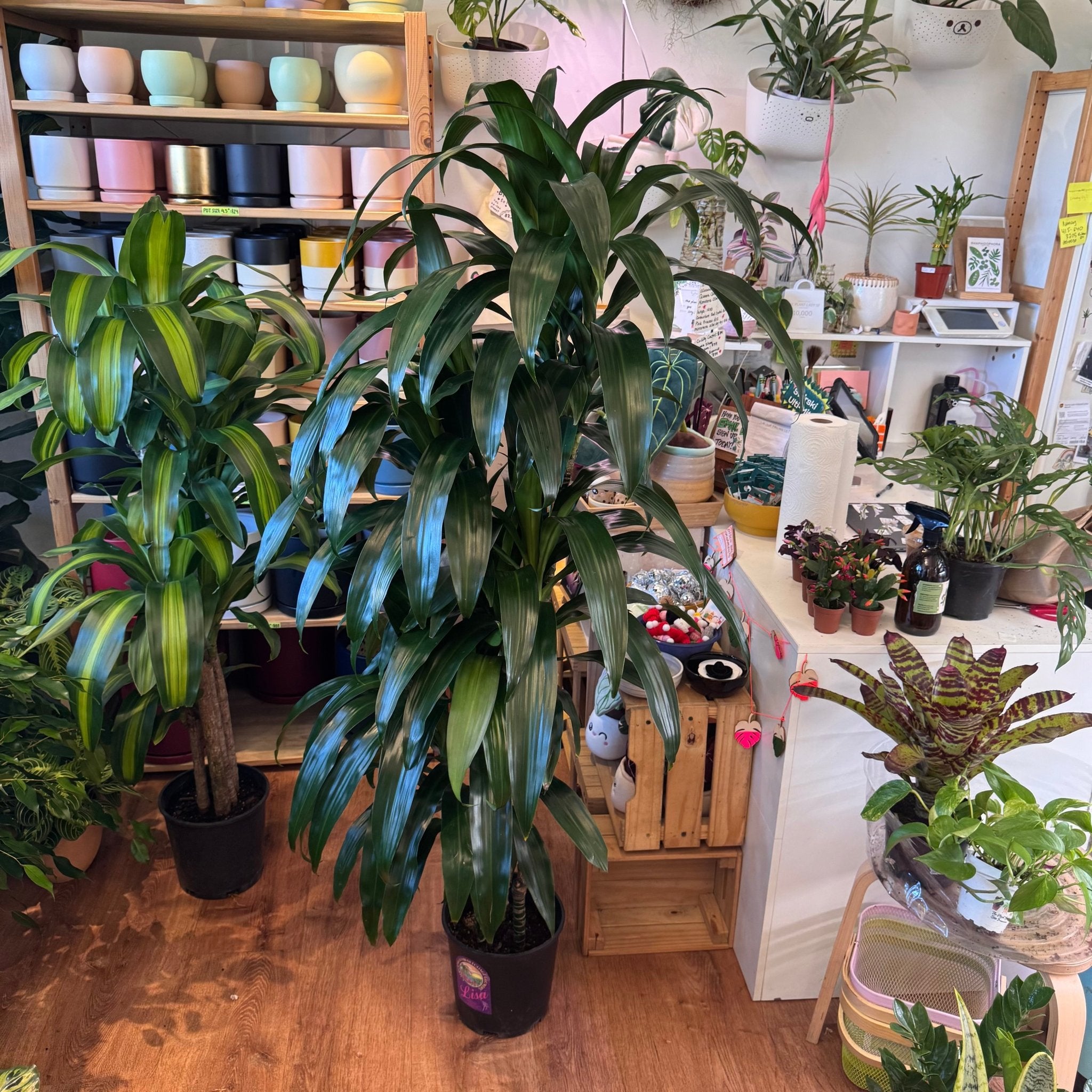 Dracaena 'Lisa' – The Plant Lady SF