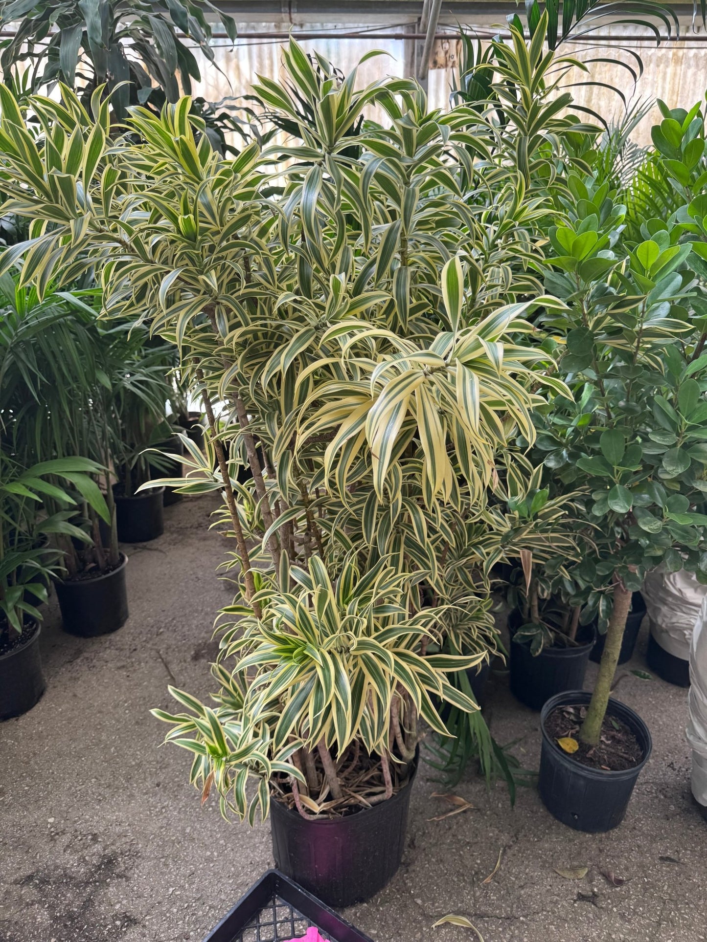 Dracaena reflexa (Song of India) - The Plant Lady SF
