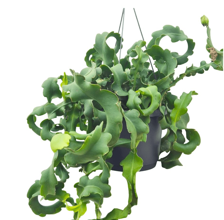 ric rac succulent Epiphyllum anguliger 'Curly' (Ric Rac Cactus)