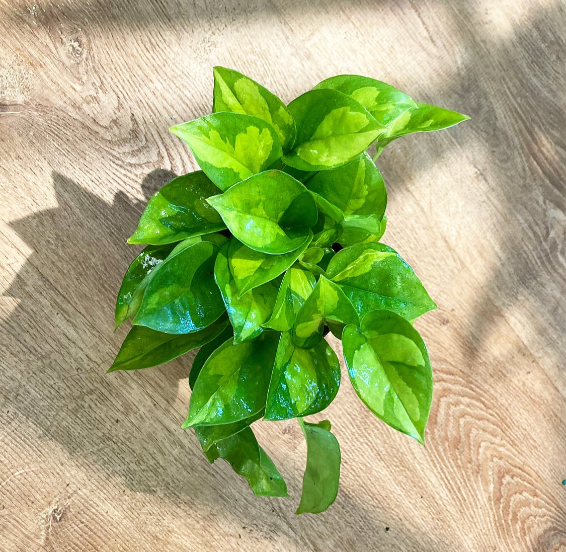 green pothos Epipremnum aureum 'Global Green' AKA Global Green Pothos