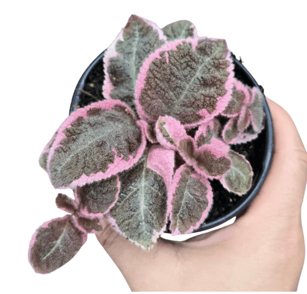 episcia plant indoor Episcia 'Caterina'