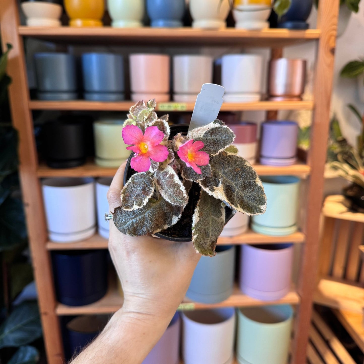 Episcia 'Cleopatra' - The Plant Lady SF