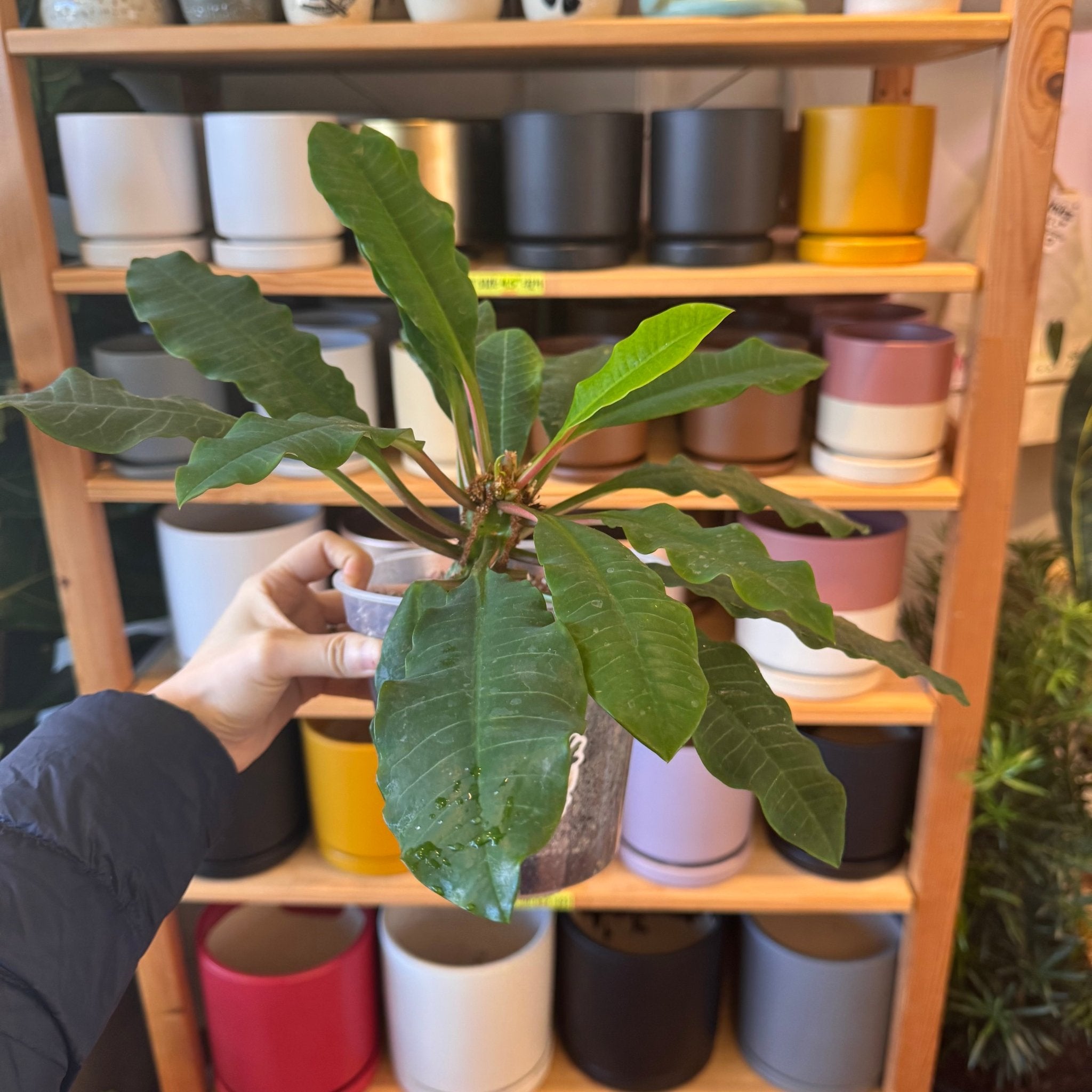 euphorbia leuconeura plant Euphorbia leuconeura (Madagascar Jewel) – The Plant Lady SF