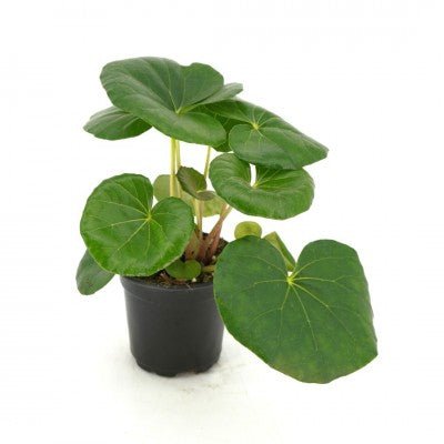 Farfugium japonicum 'Gigantea' - The Plant Lady SF