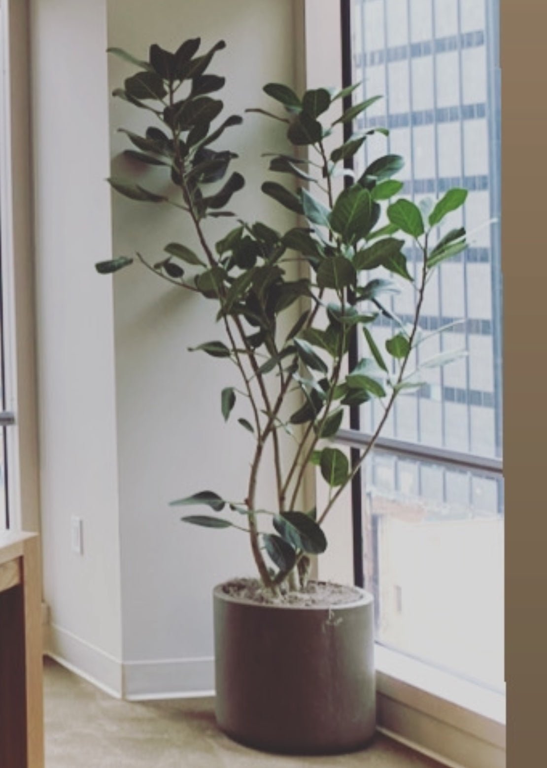 Ficus 'Audrey’ - The Plant Lady SF