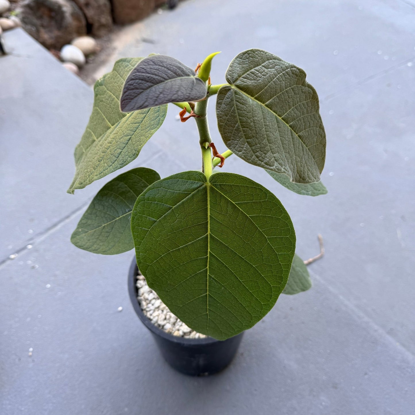 Ficus socotrana S&L 255 - The Plant Lady SF