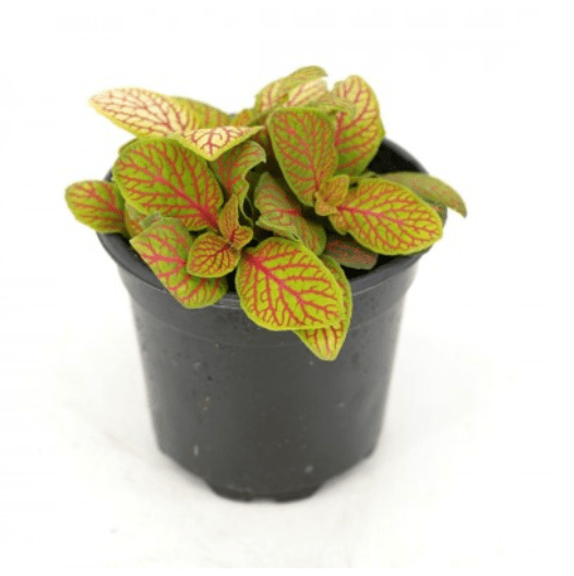 is fittonia a succulent Fittonia albivenis 'Skeleton' – The Plant Lady SF