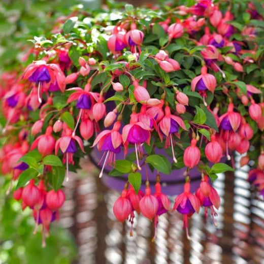 Upright Fuschia assorted colors