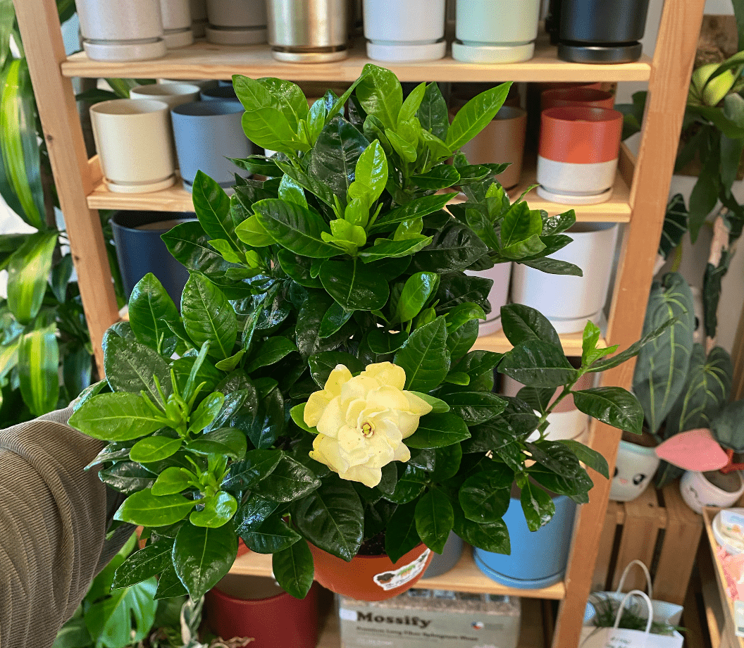 Gardenia Bush – The Plant Lady SF