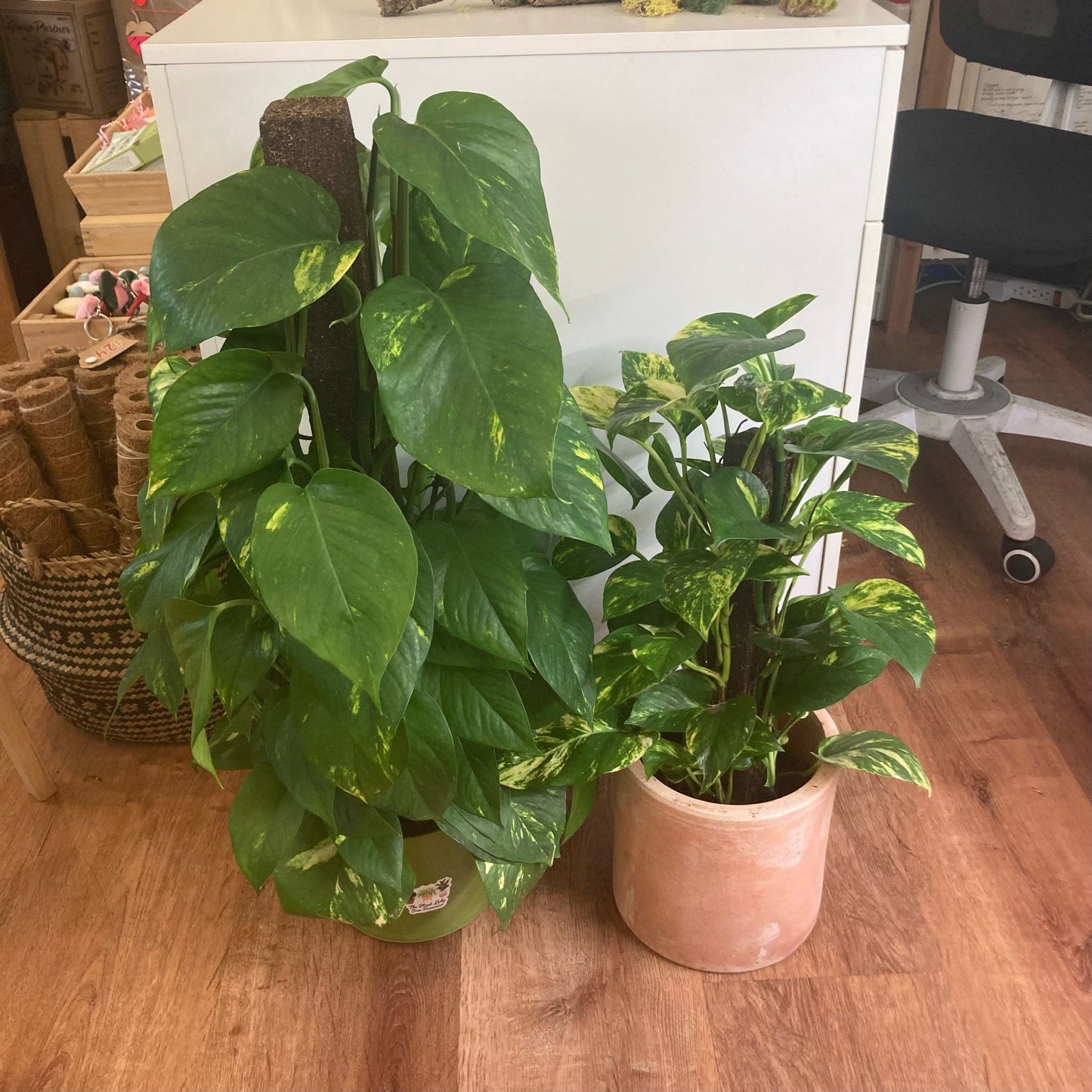 Golden Pothos (Epipremnum aureum) - The Plant Lady SF