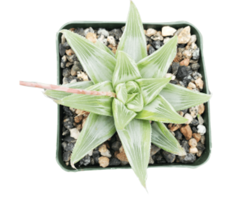 Haworthia retusa 'White Ghost' - The Plant Lady SF