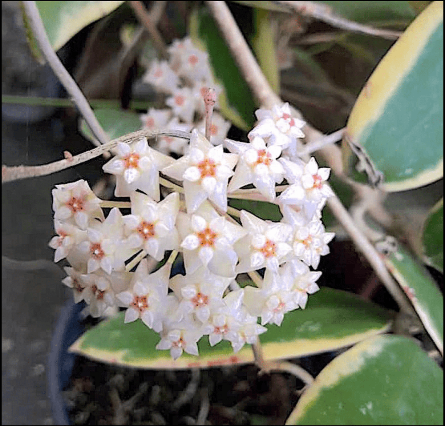 Hoya acuta albomarginata - The Plant Lady SF