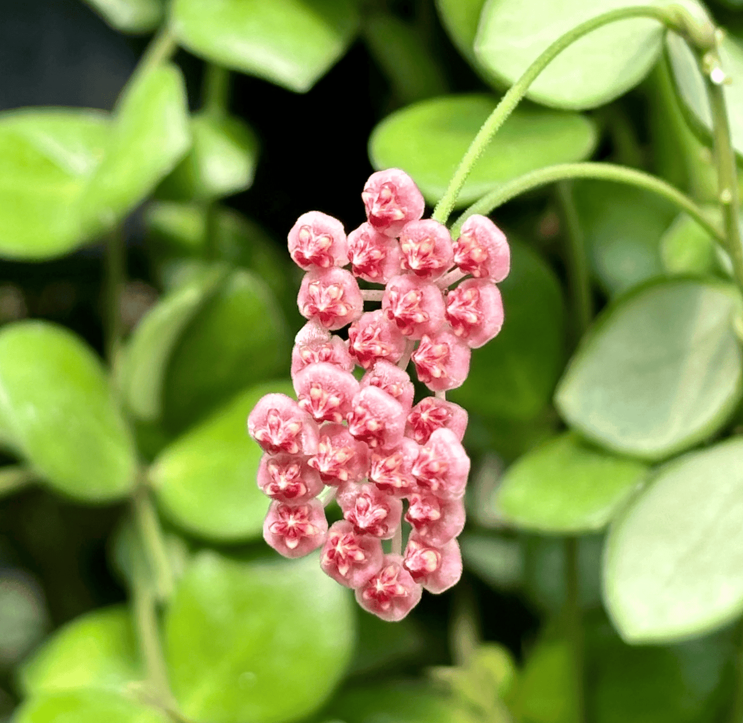 Hoya bilobata - The Plant Lady SF