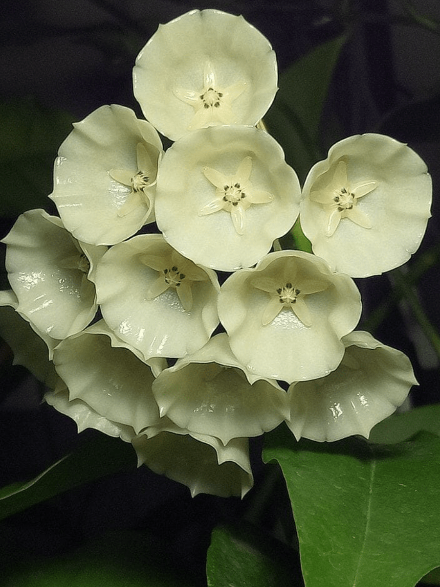 Hoya campanulata - The Plant Lady SF