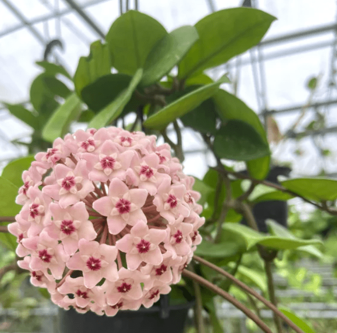 Hoya ‘Chelsea’ - The Plant Lady SF