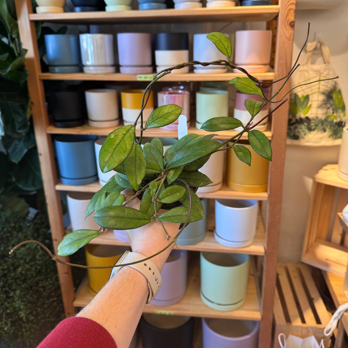 Hoya crassipetiolata - The Plant Lady SF