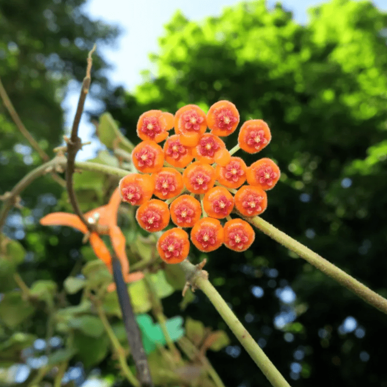 Hoya endauensis - The Plant Lady SF
