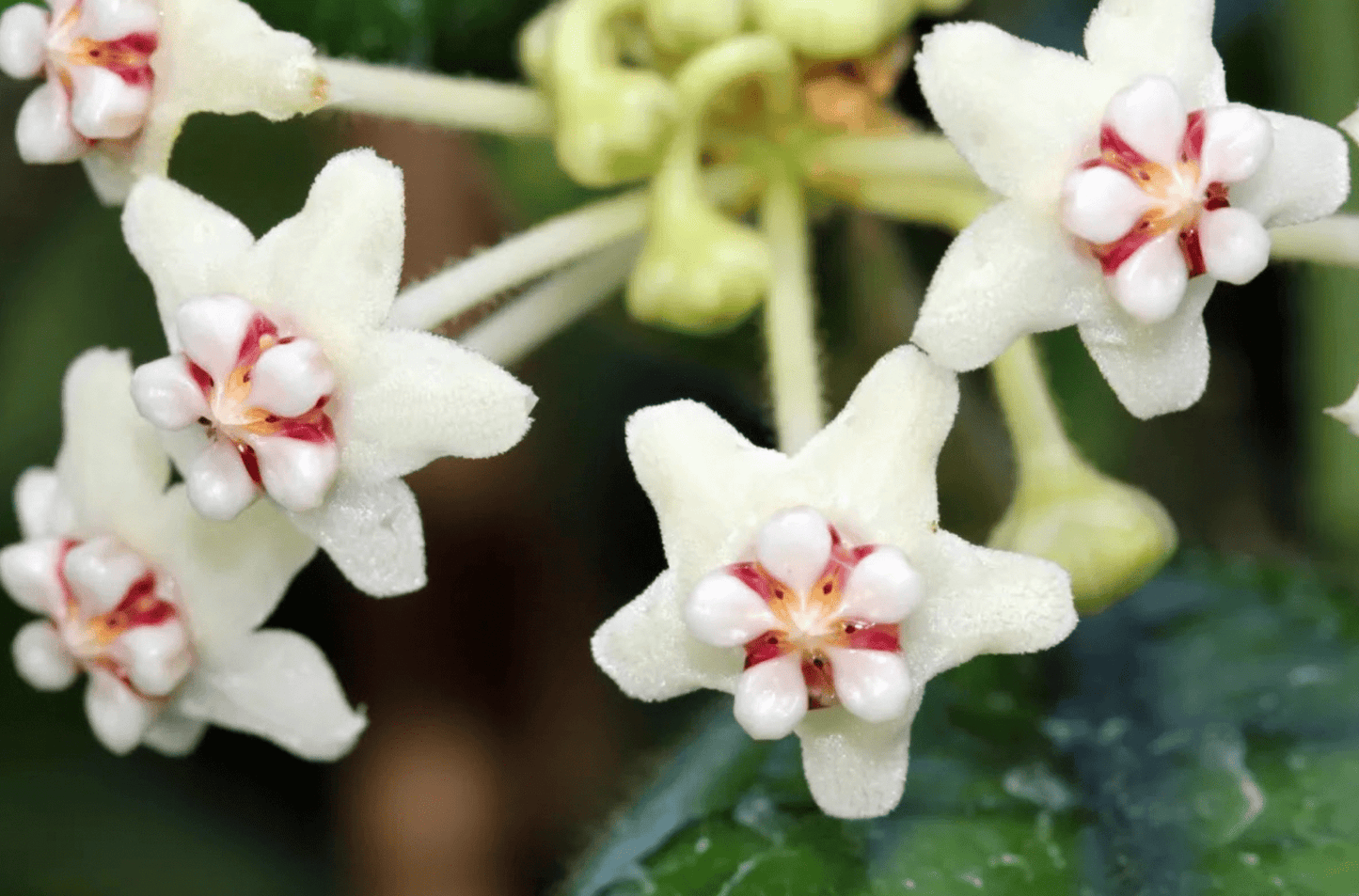 Hoya globulosa - The Plant Lady SF