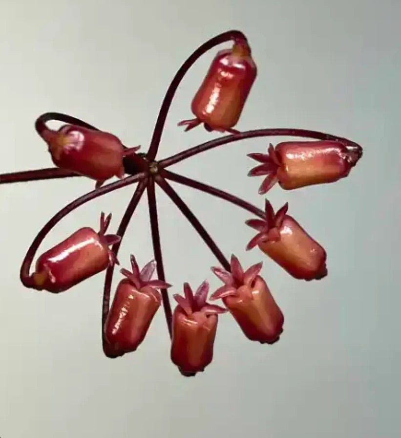 Hoya insularis - The Plant Lady SF