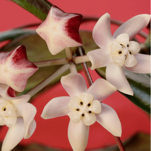 Hoya kalimantan - The Plant Lady SF