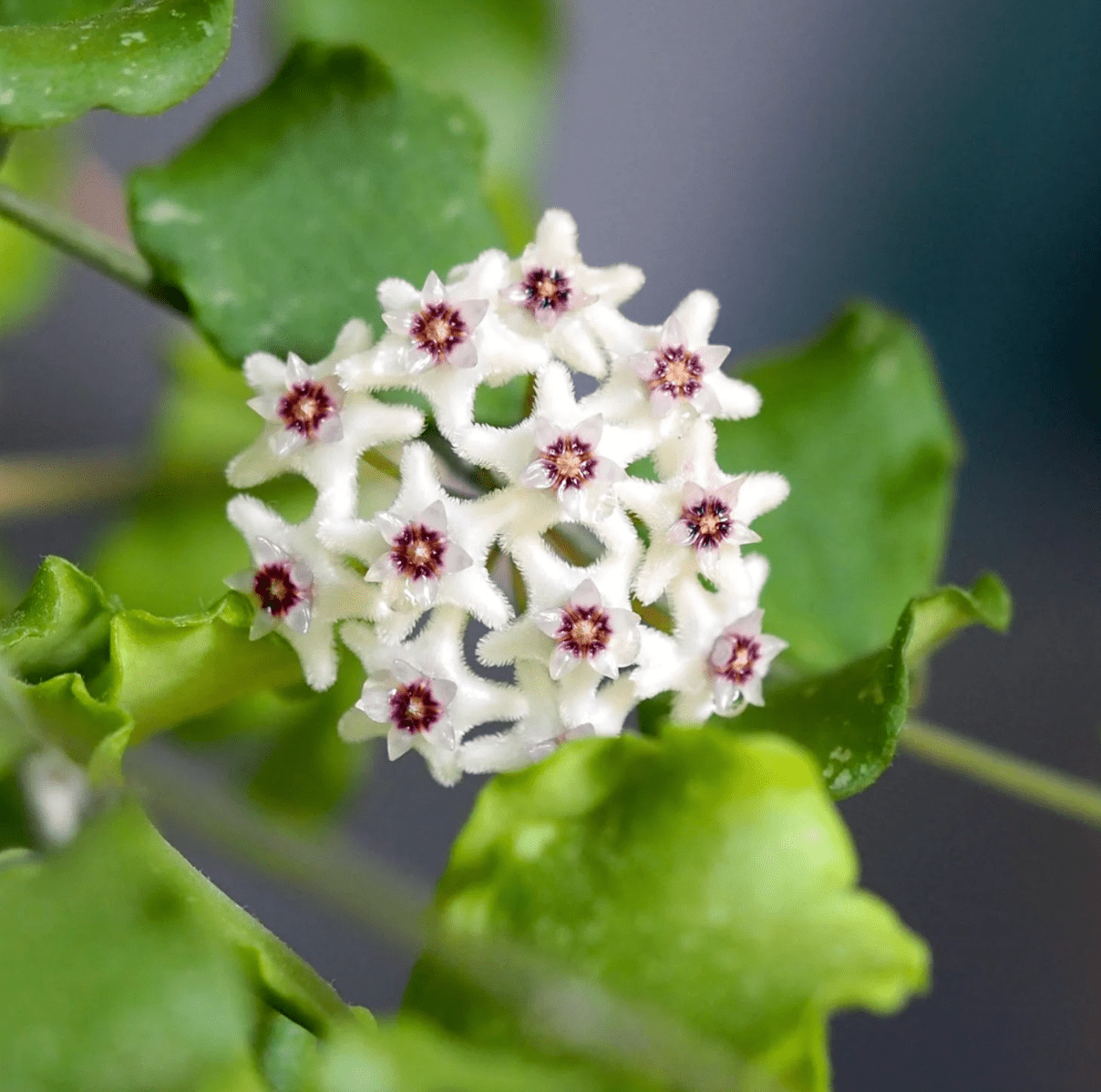 Hoya kanyakumariana - The Plant Lady SF