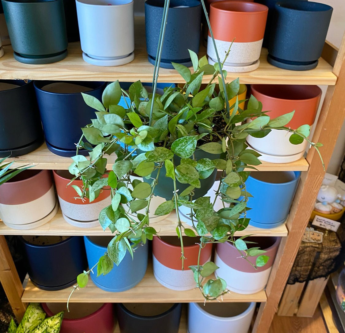 Hoya krohniana ‘Silver’ - The Plant Lady SF