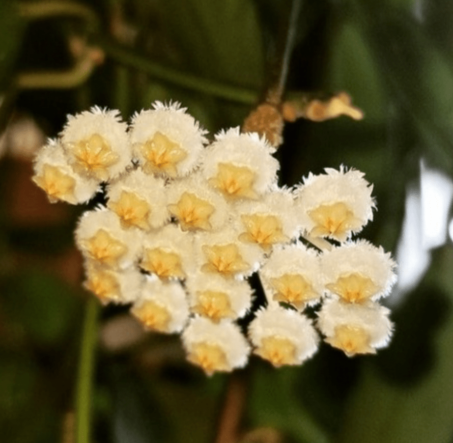 Hoya lacunosa (Borneo) - The Plant Lady SF