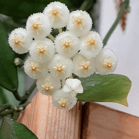 Hoya lacunosa FN11 - The Plant Lady SF