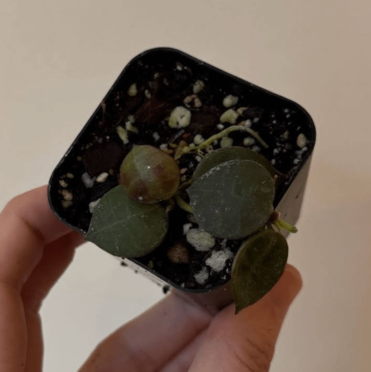 Hoya Lacunosa sp. Aceh - The Plant Lady SF