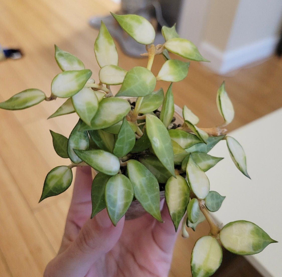 Hoya lacunosa variegated – The Plant Lady SF