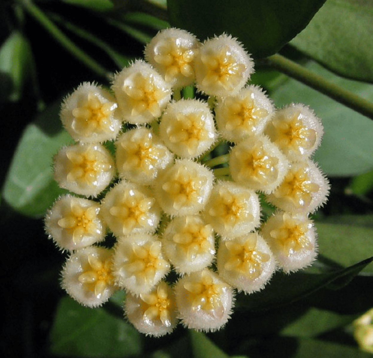 Hoya lacunosa x obscura - The Plant Lady SF